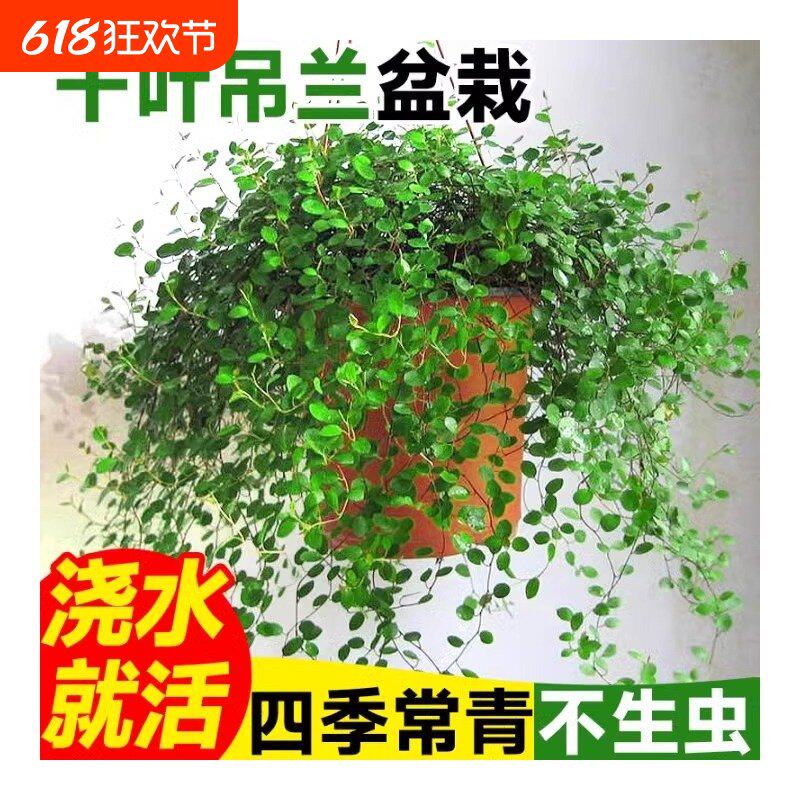千叶吊兰盆栽观叶植物面包烘焙糕点装饰蛋糕点缀垂吊绿植四季