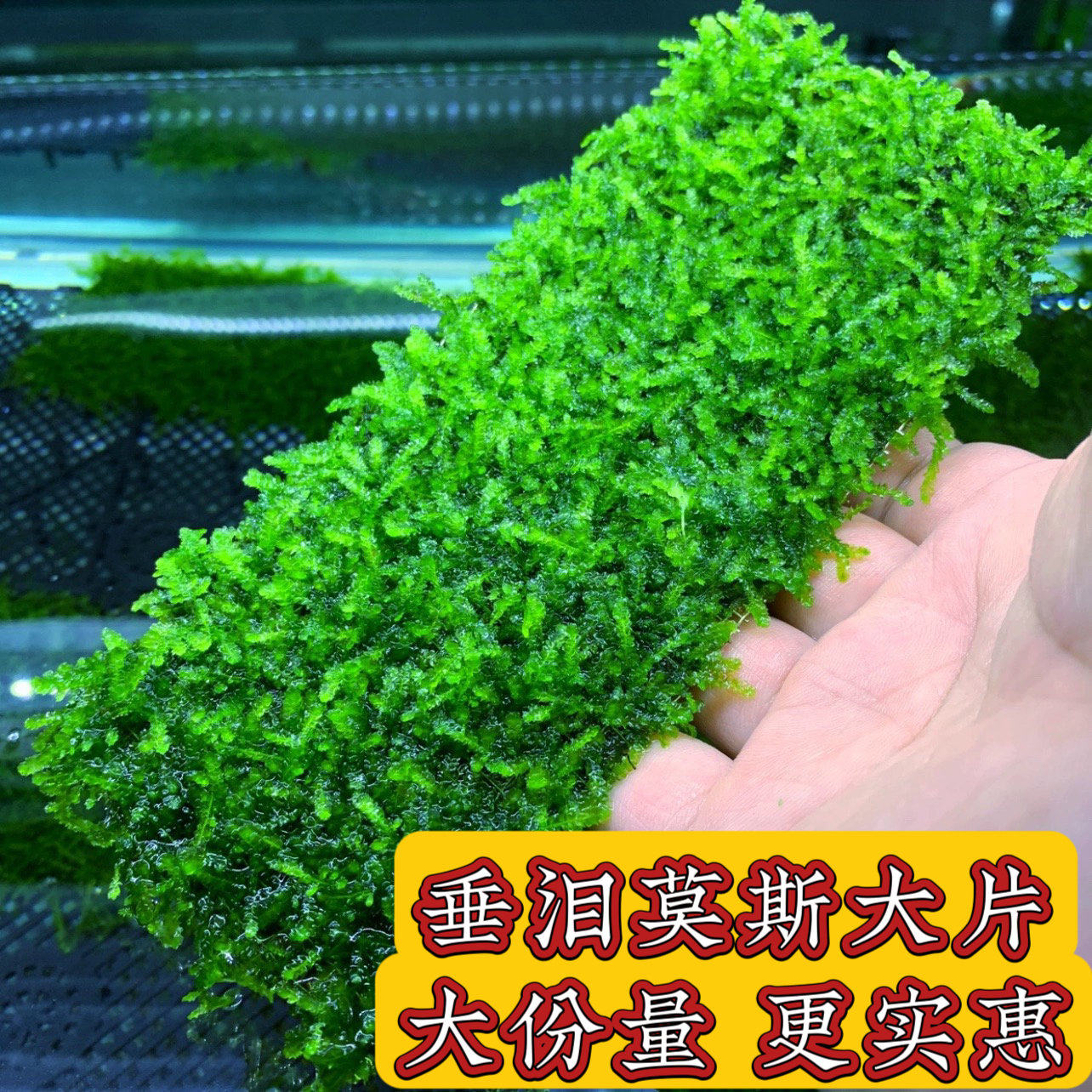 鱼缸水草活体淡水大三角造景沉木阴性莫斯苔藓垂泪懒人草坪速成