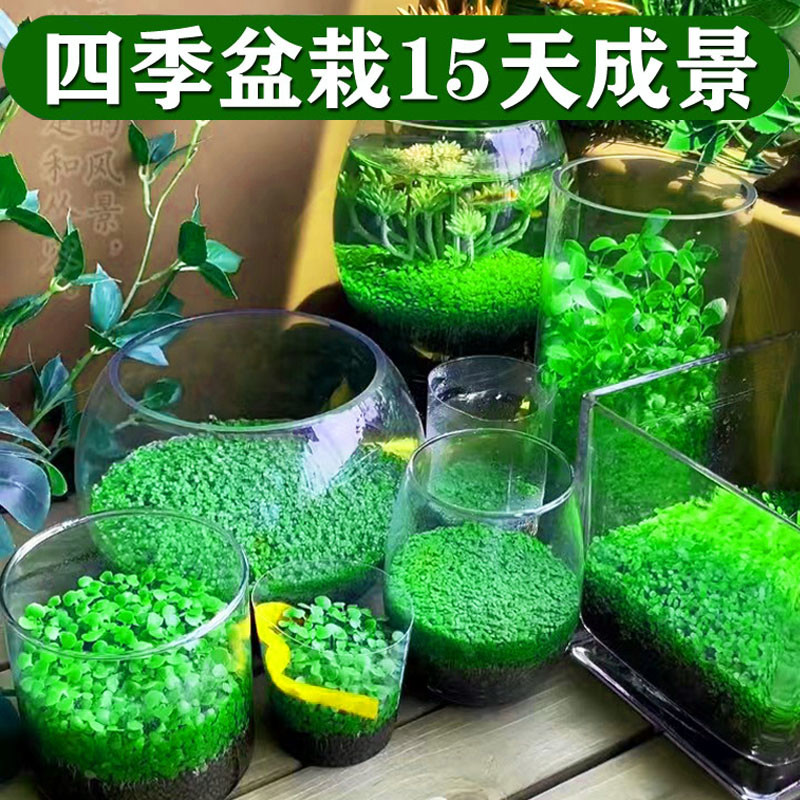 生态玻璃鱼缸小型乌龟缸水草种子籽植物真草造景桌面客厅家用装饰