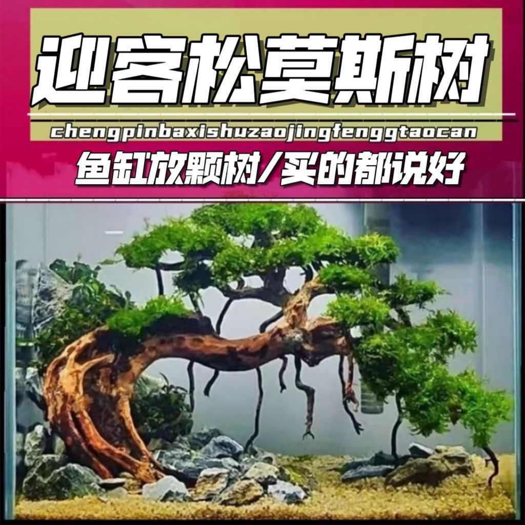 莫斯树成鱼缸造景沉木迎客松树形骨架草缸水草水榕造景树巴