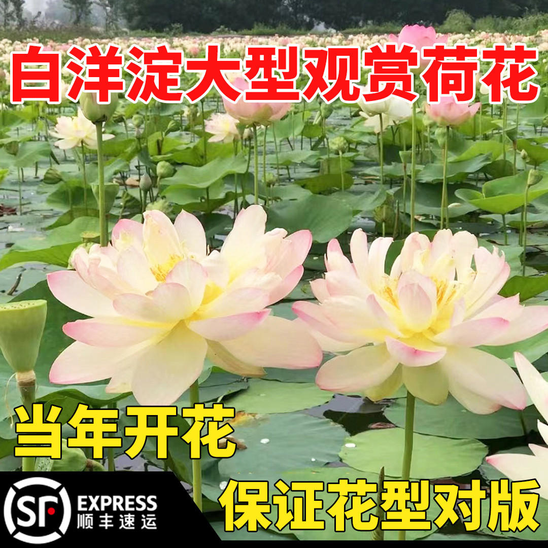 大型观赏名贵荷花苗精品四季荷花盆栽莲藕苗池塘正品带芽藕种藕根