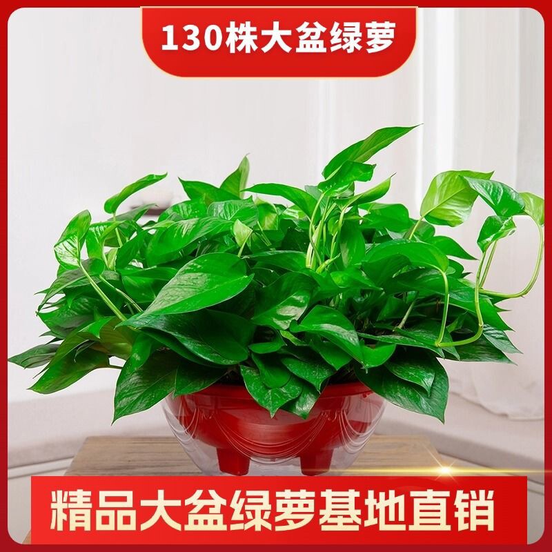 大盆绿萝盆栽室内植物花卉大叶绿植新房家用吸除甲醛√净化空气