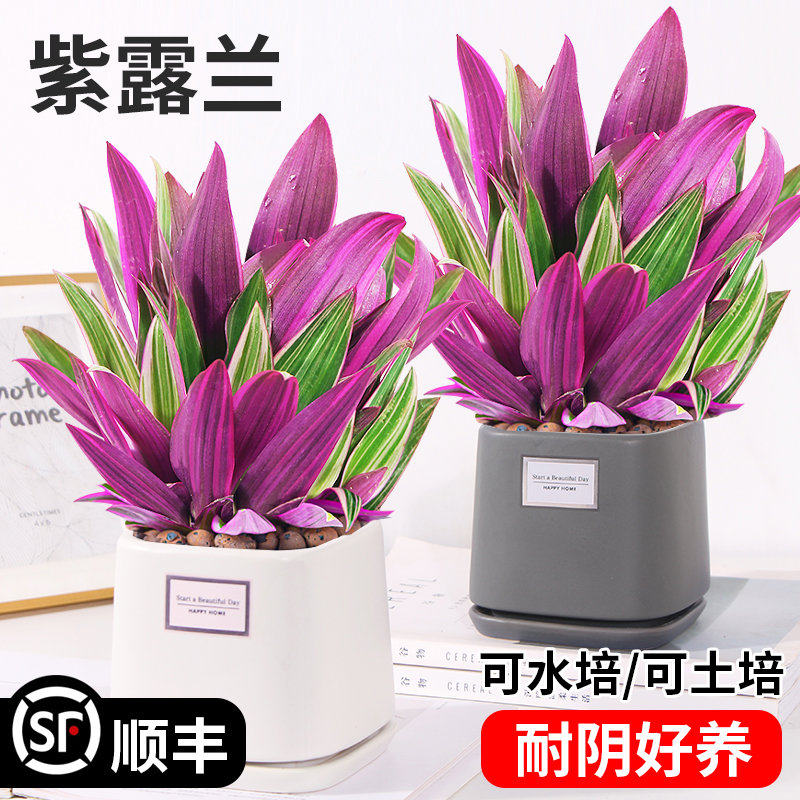 紫露兰盆栽紫色吊兰水培土培花卉好养植物四季常青净化空气绿植