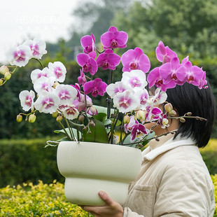 海蒂的花园蝴蝶兰盆栽带花苞宝贝兰花秋花苗冬室内年宵开花植物