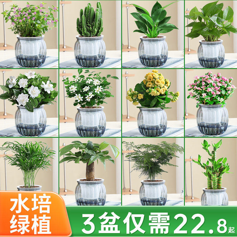 绿萝箩桌面植物发财树盆栽栀子花绿植花卉办公室内多肉水培好