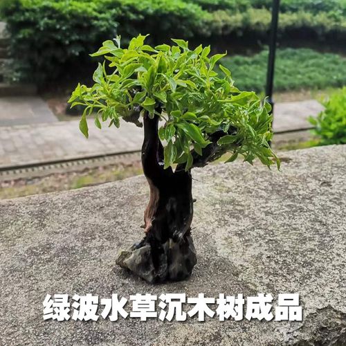 绿波水草沉木树草缸鱼缸雨林缸造景装饰淡水新手水草懒人植物