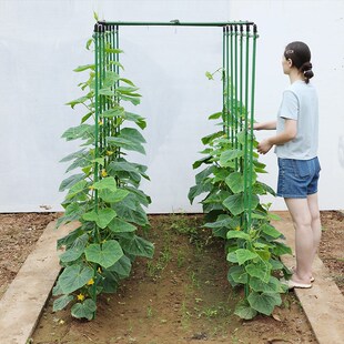 黄瓜豆角爬藤架葡萄架四季豆花架丝瓜西瓜架植物支撑杆瓜棚搭架子