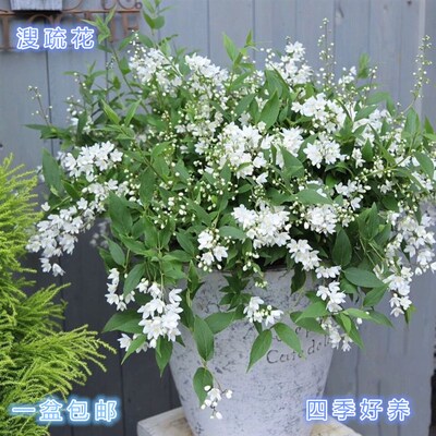 冰生溲疏花c 雪球 庭院阳台多年生灌木植物耐阴花量大耐寒露天好