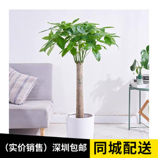 单杆发财树盆栽大型室内绿植开业乔迁送礼植物客厅新房吸收甲醛