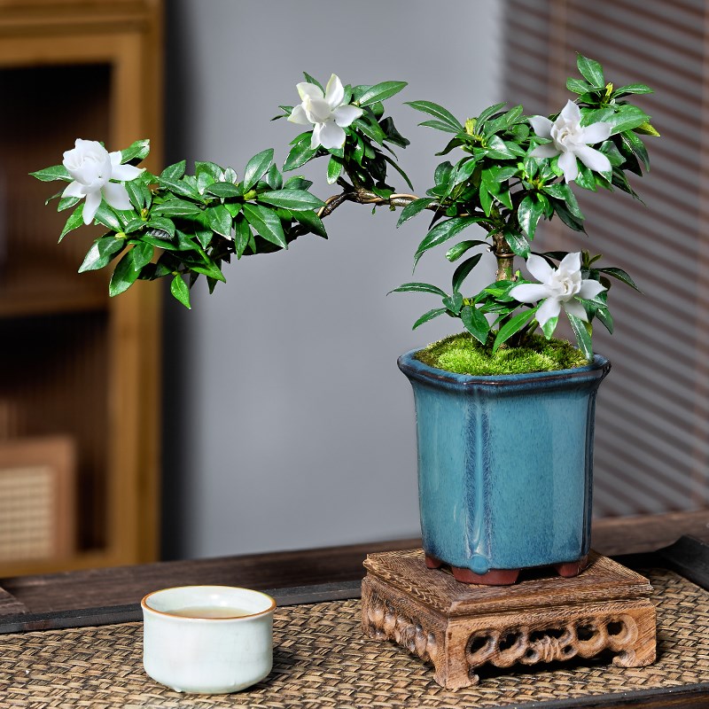栀子花悬崖飘枝造型盆景室内客厅书房H桌面绿植花卉盆栽阳台老桩