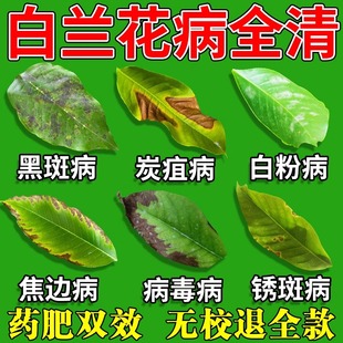 白兰花病害清肥料黑斑病黄叶病焦尖耷拉专用菌立清杀菌剂营养液肥