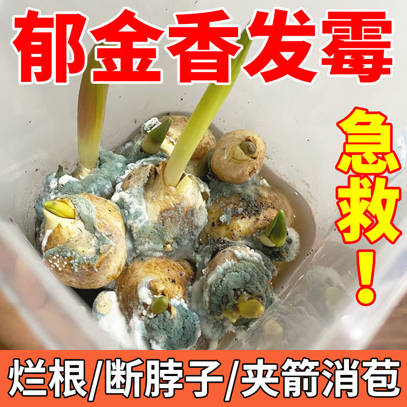 郁金香发霉烂根药断脖子夹箭种球不开花促生根发芽护花专用营养液,鲜花速递/花卉仿真/绿植园艺,家庭园艺肥料,淘宝优惠券,粉丝福利购,淘宝优惠卷
