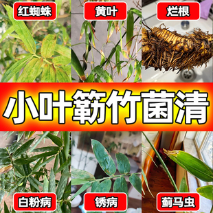 小叶簕竹病虫害专用药烂根黄叶锈病黑斑病蓟马红蜘蛛专用肥营养液