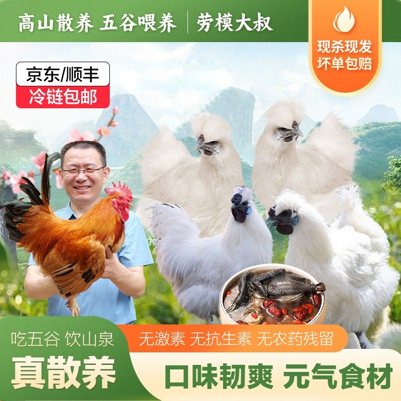 买2赠1春种季白凤乌鸡劳模大叔散养竹丝鸡单只净重550-900g,水产肉类/新鲜蔬果/熟食,整鸡/整鸡制品,淘宝优惠券,粉丝福利购,淘宝优惠卷