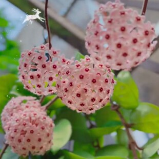 克林顿圆叶球兰大花型勤花垂吊吊兰爬藤品种趣味