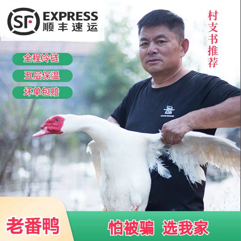 新鲜正番鸭福建现杀农家散养老土番鸭鸳鸯鸭非洲雁鸭子