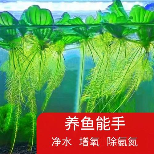 鱼缸造景摆件净化水质水草水培植物真草养不死增氧浮萍养鱼品