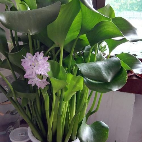 40厘米水葫芦大棵特大水生植物养鱼养龟观赏鱼缸造景懒人水草