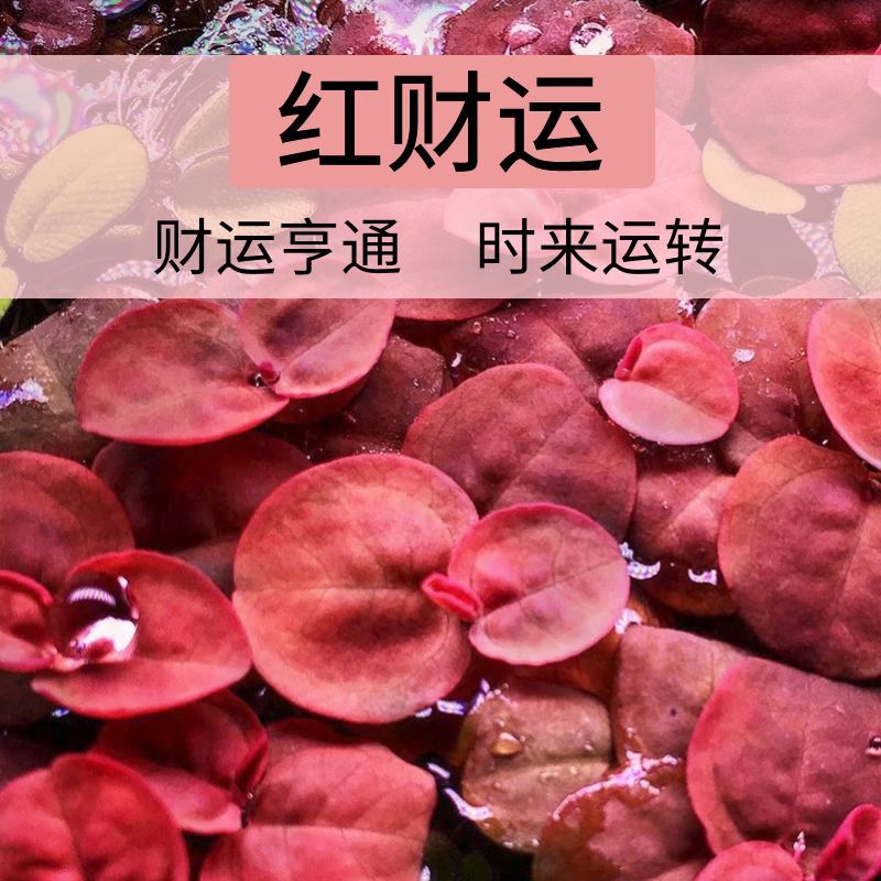 养鱼鱼缸浮萍水草莫斯水草庭院净化水质植物增氧装饰造景乌龟摆件