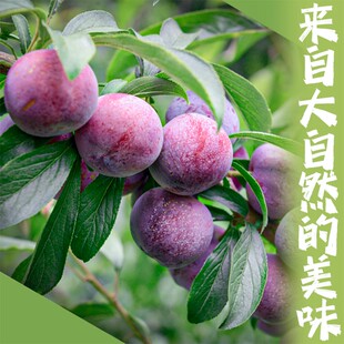 建康啊四川李子五月脆脆甜多汁现摘现发4斤装（顺丰包邮）