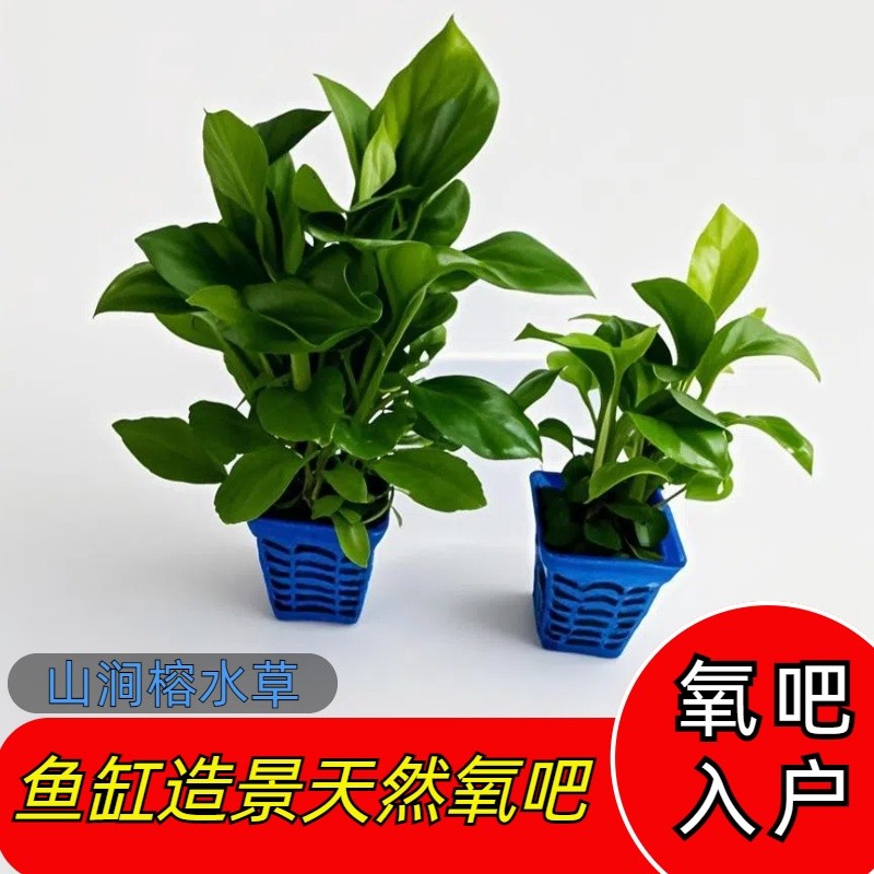 山间榕造景专用场懒人活体增氧专用水草鱼缸专用水草水榕水草