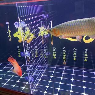 鱼缸内隔离板 隔板断 网 分 挡板分离神器 海鲜池分