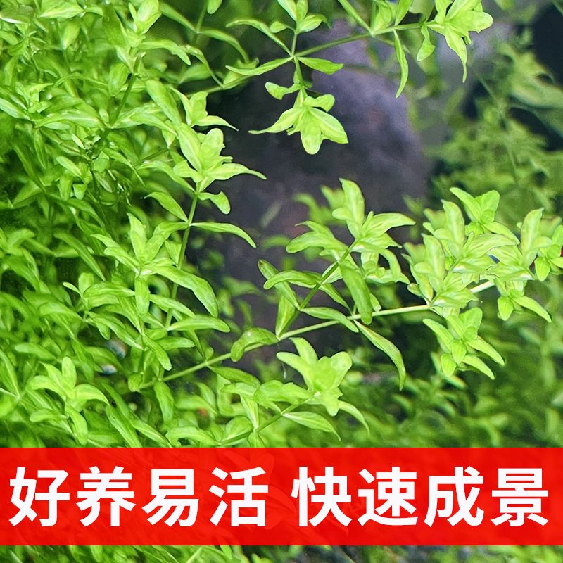 草缸造景水草 阴性水草植物增化水质 珍珠草日本高珍珠 好养