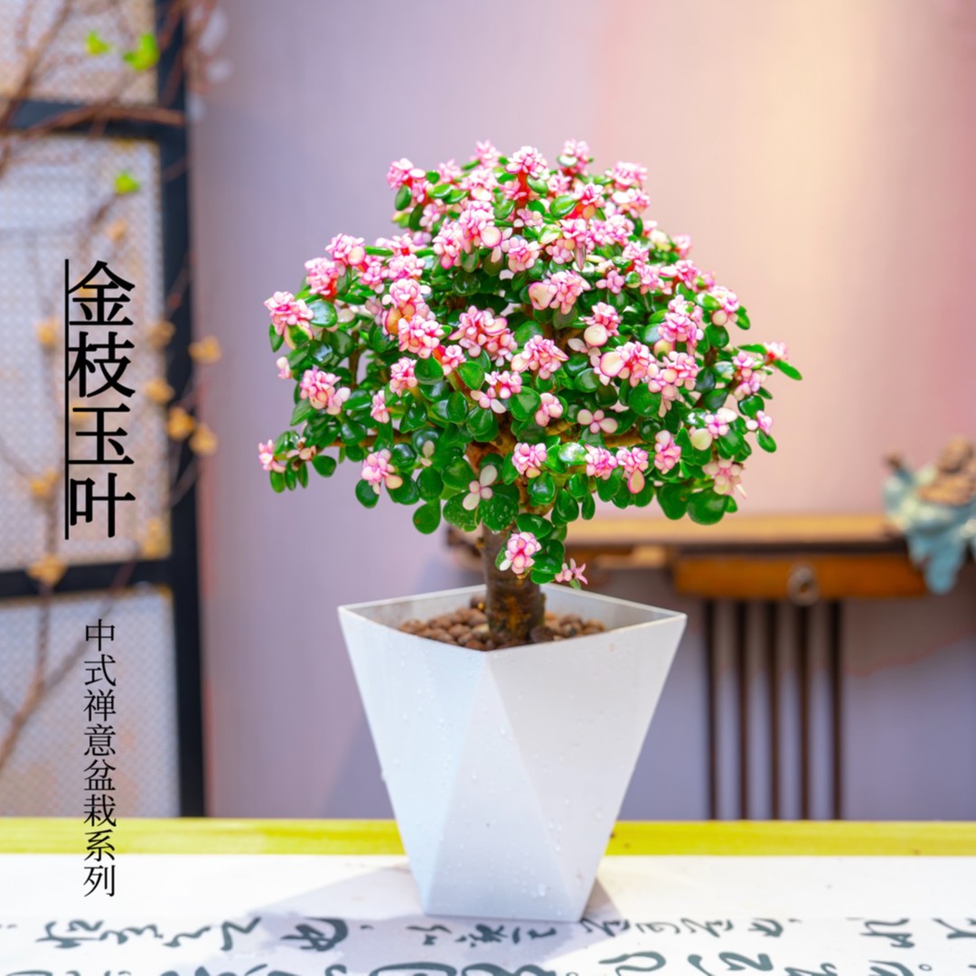 金枝玉叶紫薇花老桩造型客厅室内粉色好养易活观叶金枝玉叶盆栽