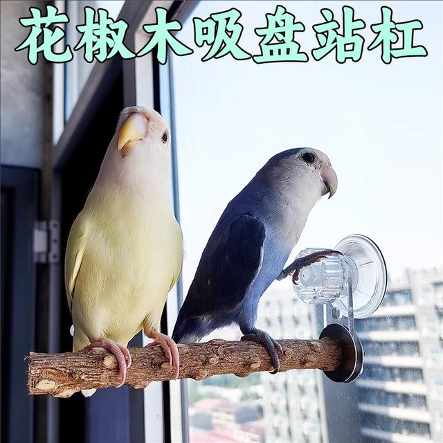 鹦鹉花椒木吸盘站架子站杠站棍磨爪玄凤虎皮专用鸟用墙面玻璃站台