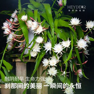 海蒂的花园小叶昙花鱼骨昙花多品白色阳台室外庭院花园耐阴盆栽苗