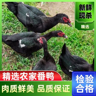 农家乡下番鸭散养鸭公鸭麻黑番鸭顺丰冷运新鲜白斩炖鸭汤