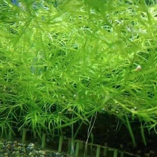 印度竹节草养不死水草鱼缸孔雀鱼热带鱼专用真草增氧躲避草场直销