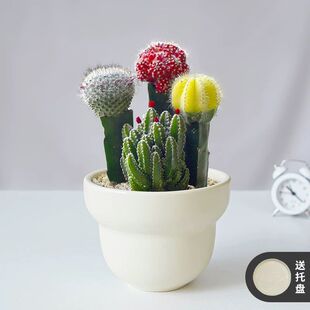 稀罕多肉彩色仙人球组合多肉植物七彩盆栽防辐射室内品种仙人掌大