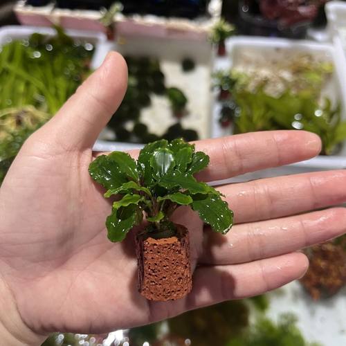 观赏迷你小鱼缸装饰增化水质养虾躲避植物好养水榕火山石底座