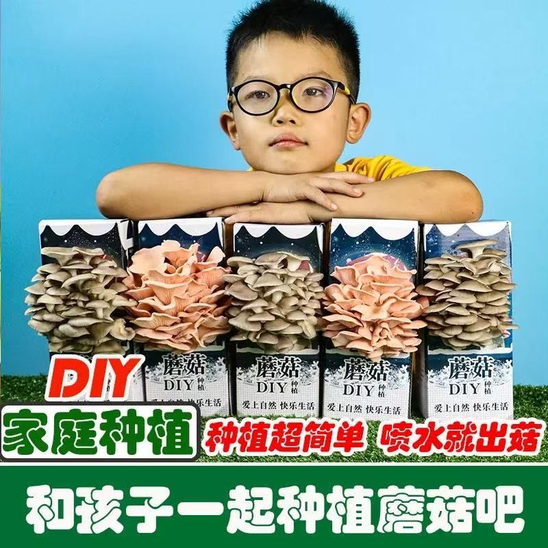 蘑菇种植菌包DIY蘑菇盒家庭室内种植科学小实验儿童益智玩具