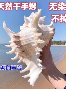 千手螺菊花螺天然海螺贝壳鱼缸装饰品水族箱造景地中海风格小摆件