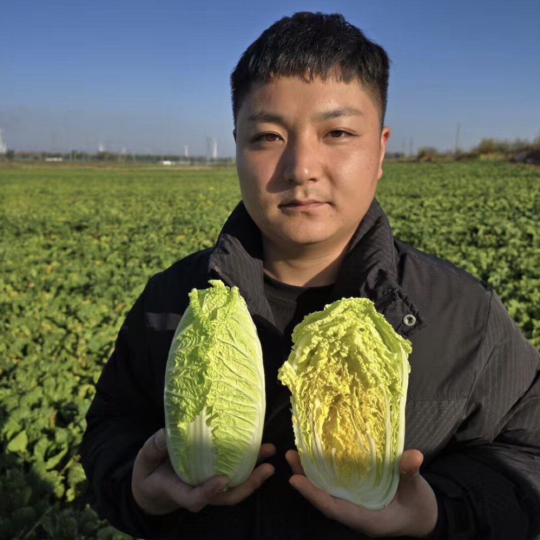 【现砍现发】霜打自种/新鲜当季时令蔬菜火锅娃娃菜黄心小白菜5/9