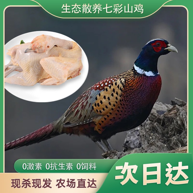 今天拍 明天到 正宗山鸡单只2斤农家散养现宰现杀新鲜包邮七彩山