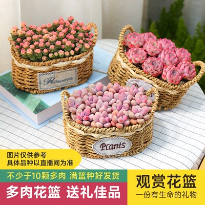 mumuhom多肉直播多肉绿植花篮手提编织小花篮多肉盆栽种好发