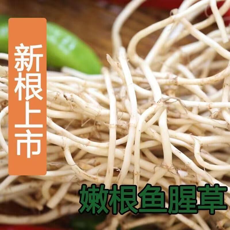 鱼腥草根折耳根嫩根节节根可凉拌湖北新鲜现挖特产康营蔬菜