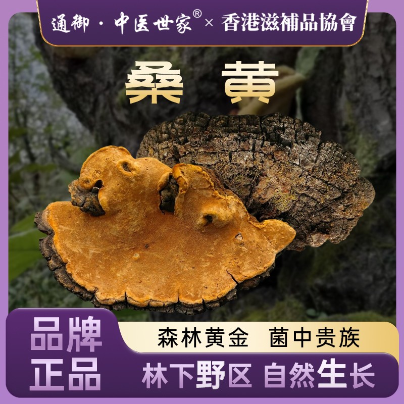 西藏桑黄西藏墨脱县山野天然生长桑黄切块