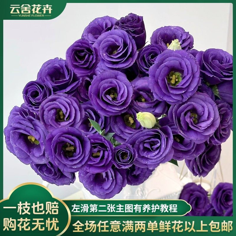 云舍花卉紫色洋桔梗500克全场任意满两单及以上鲜花包邮