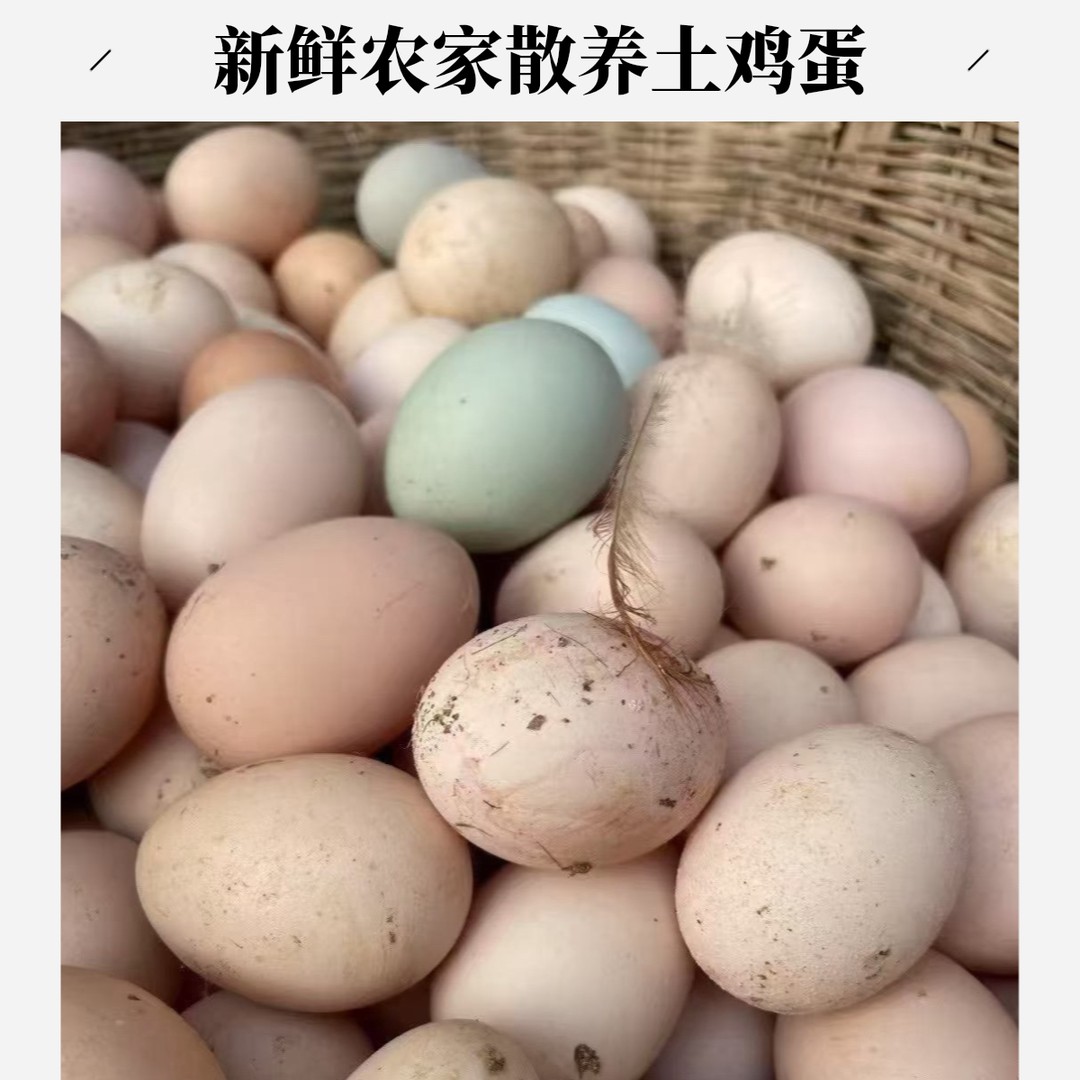 50枚贵州大山新鲜散养农家土鸡蛋跑山鸡鸡蛋现捡现发（次日达）