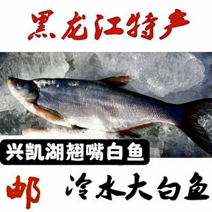 黑龙江产冷水大白鱼冬捕开江翘嘴兴凯湖野生大白鱼东北产送礼