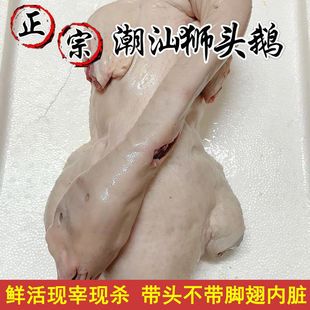 新鲜现杀澄海狮头鹅潮汕产整只大鹅生鲜鹅肉真空包装
