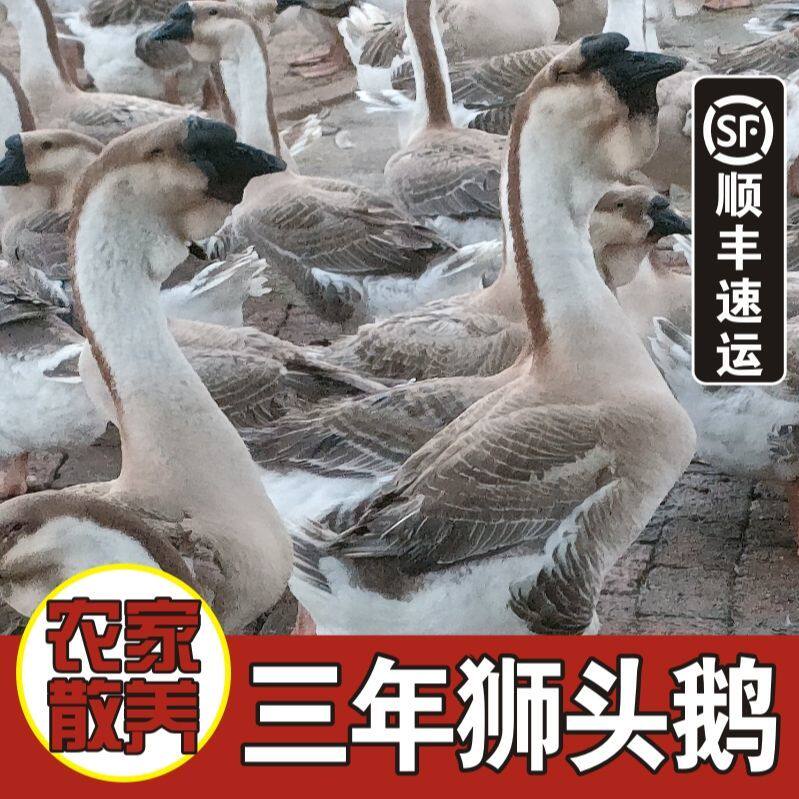 广东潮汕狮头鹅农家散养三年老鹅整只鹅肉现杀现发