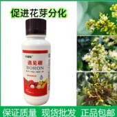 小亩标 遇见硼荔枝龙眼促进花芽分化促花授粉提高坐果率硼肥保花