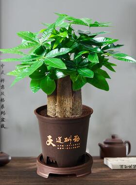 【花伴水】3棵发财树带盆盆栽室内观叶耐旱易养活绿色盆栽xx