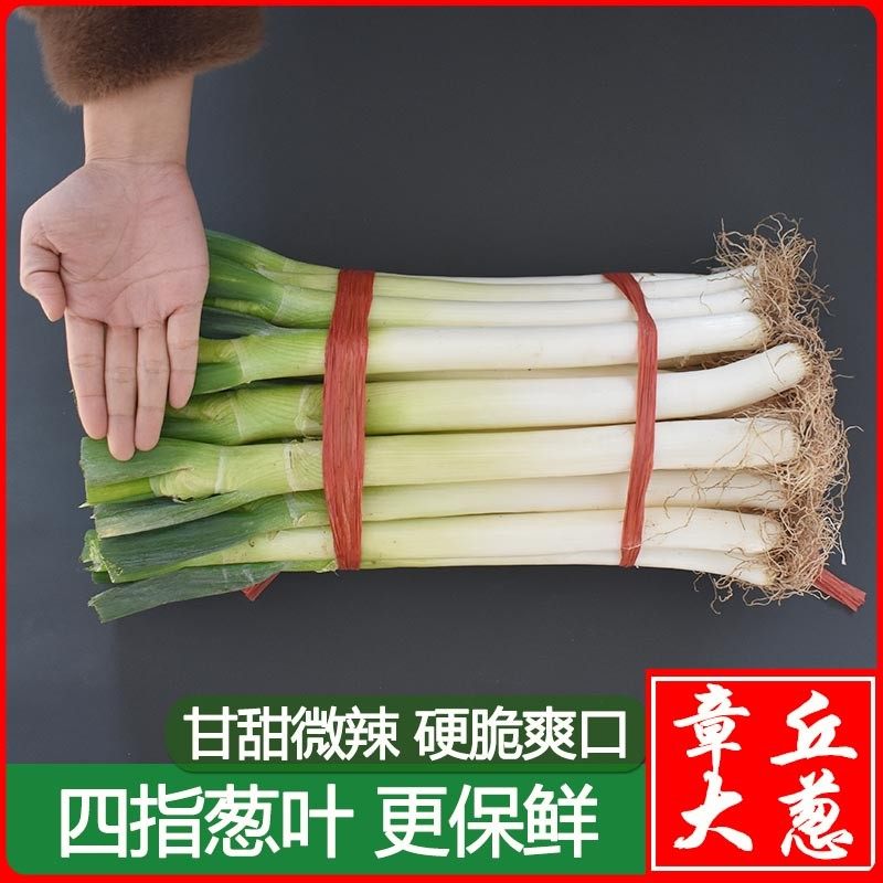 【四指葱】章丘大葱山东新鲜大葱3/5/10斤装蘸酱精甄选蔬菜甜脆