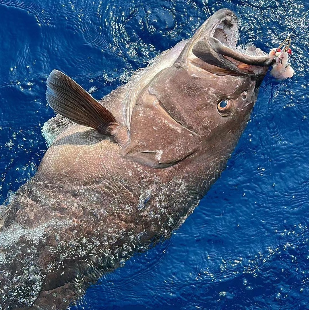 野生龙趸大石斑鱼黑芝麻斑顺丰发货现称海鲜no退no换桃子的鱼和虾